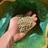 grãos verdes